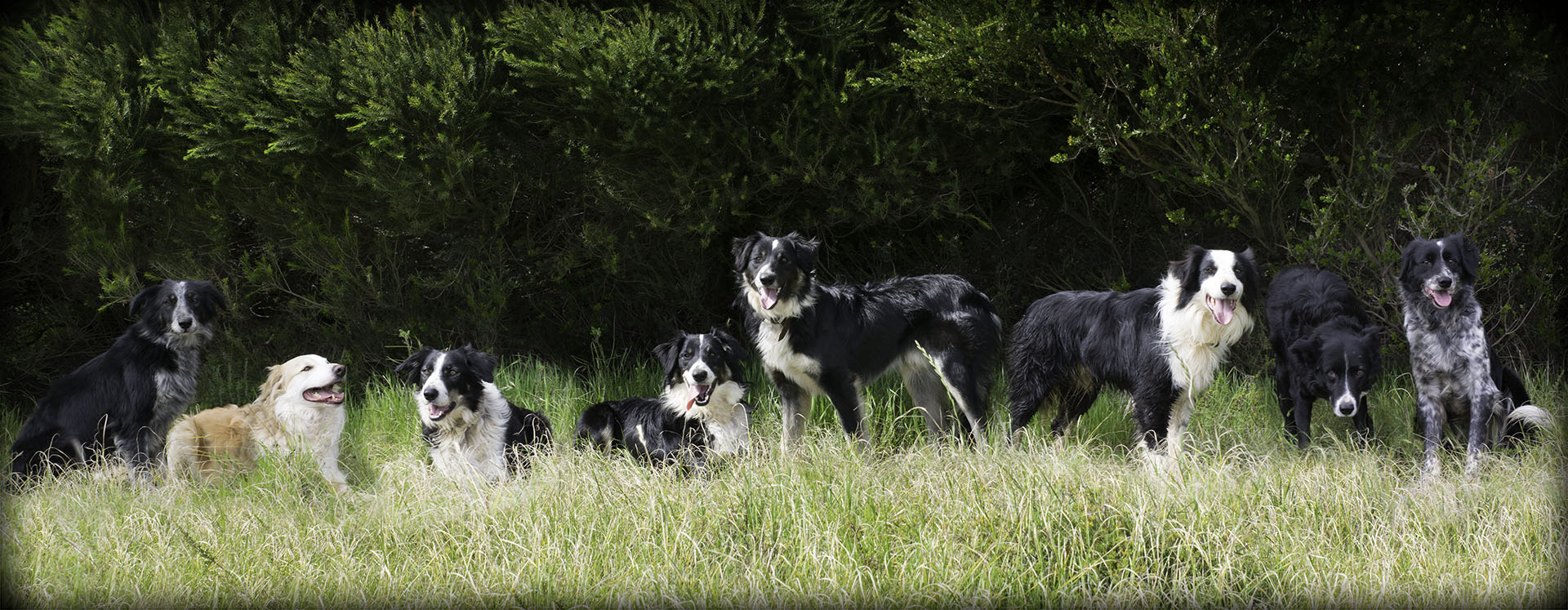 Copyright Shadows Farm Photography